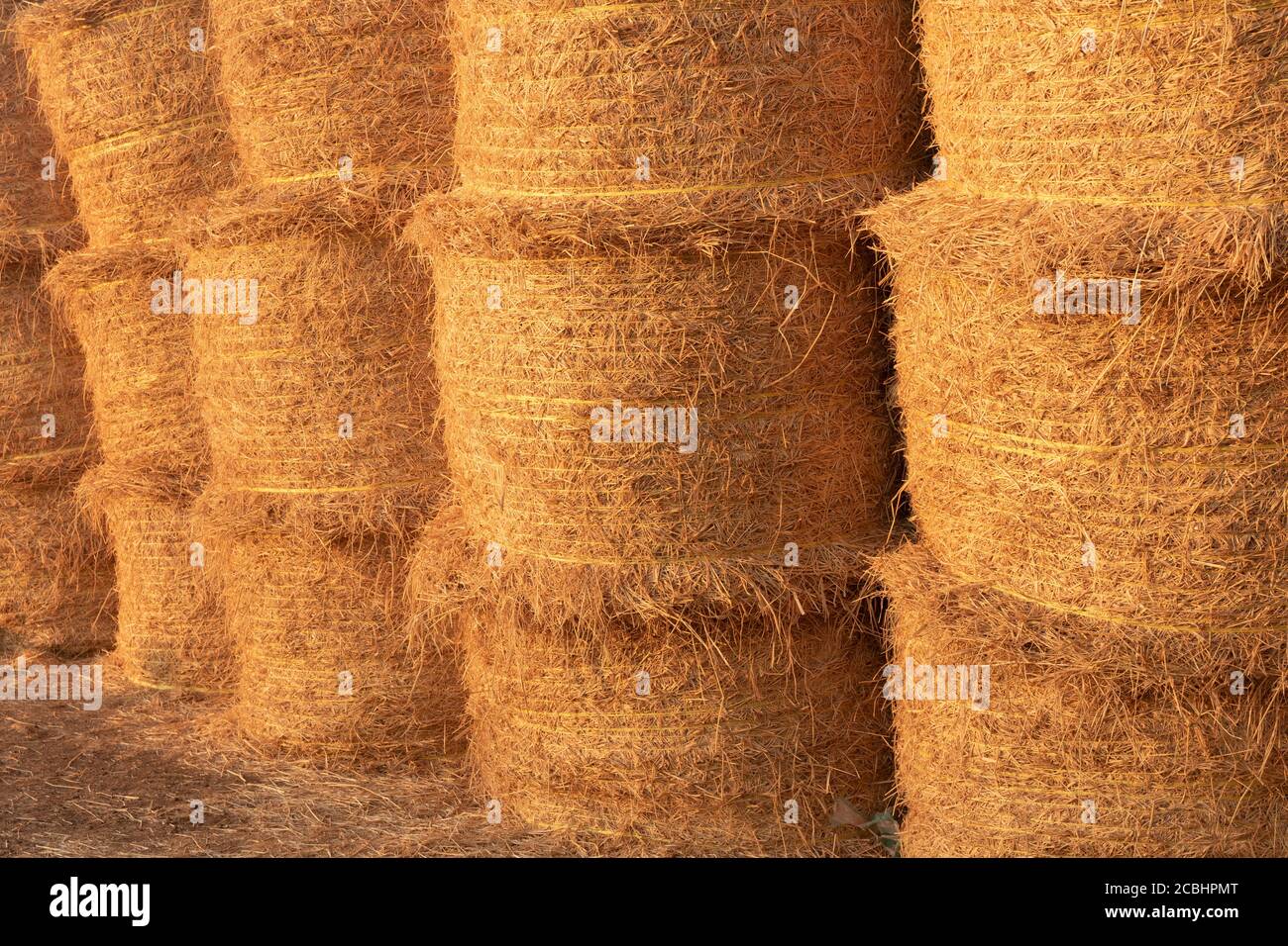Nasse und trockene Haystacks wurden in einer Farm gerollt Stockfoto