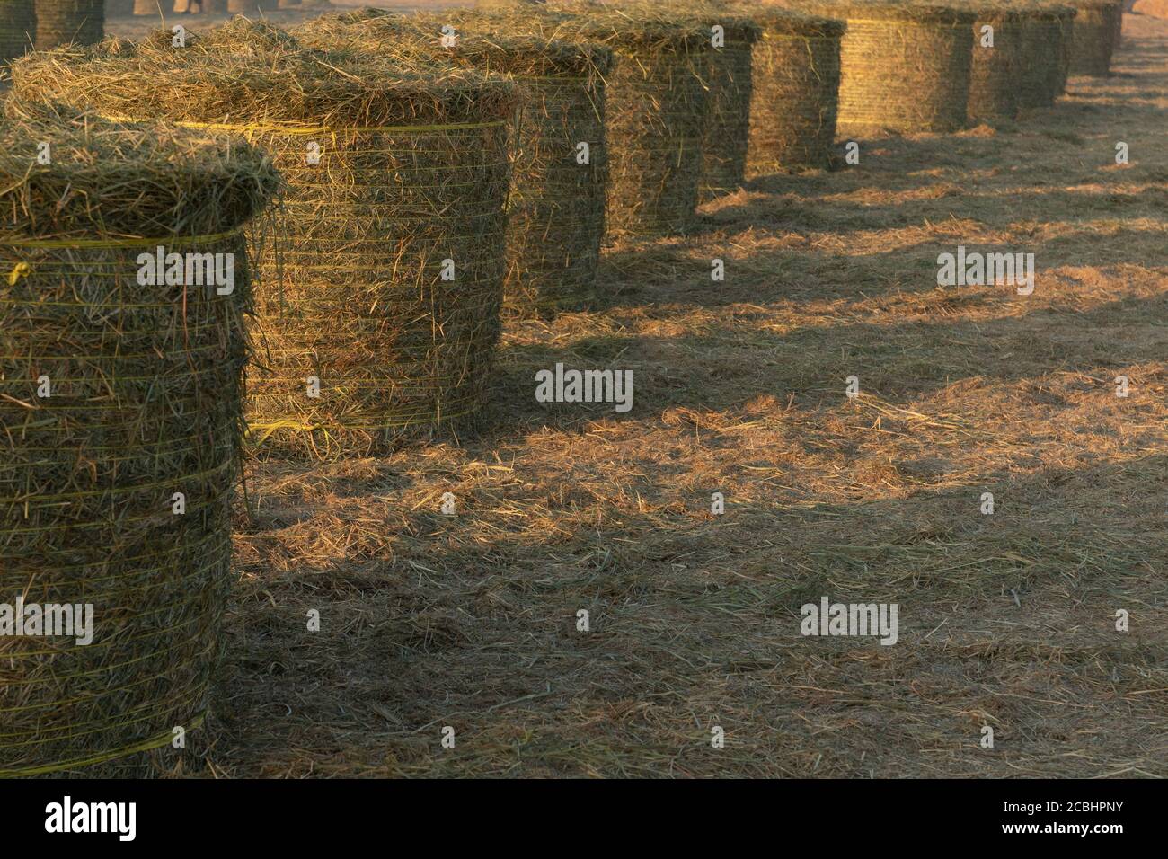 Nasse und trockene Haystacks wurden in einer Farm gerollt Stockfoto