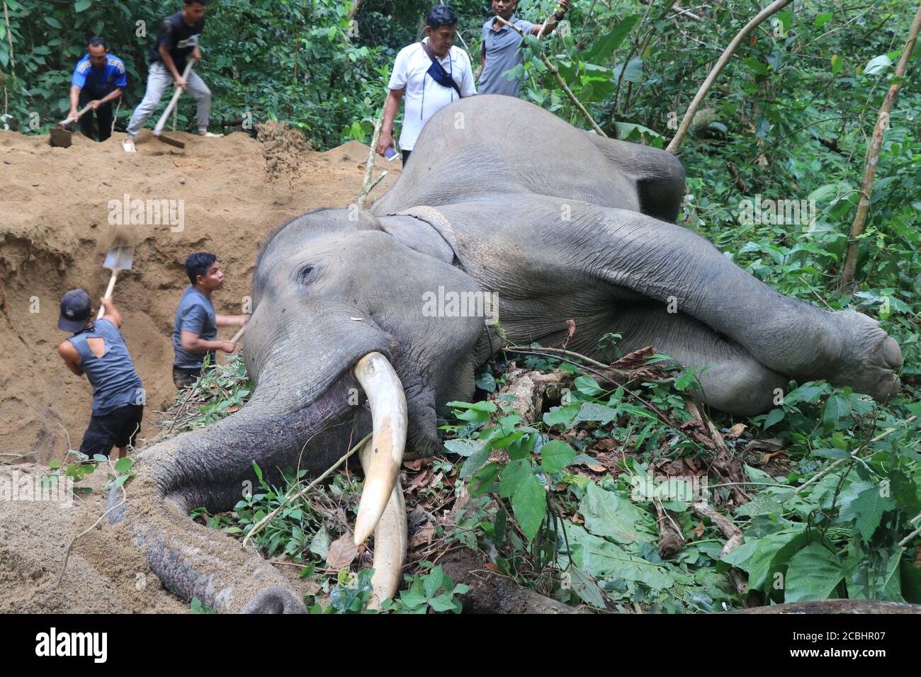 Aceh, Indonesien. August 2020. Beamte der Aceh Natural Resources Conservation Agency (BKSDA) graben den Boden, um den Körper eines 34 Jahre alten männlichen Sumatraelefanten zu begraben, nachdem er am 13. August 2020 in Aceh, Indonesien, tot aufgefunden wurde. Quelle: Fulham/Xinhua/Alamy Live News Stockfoto
