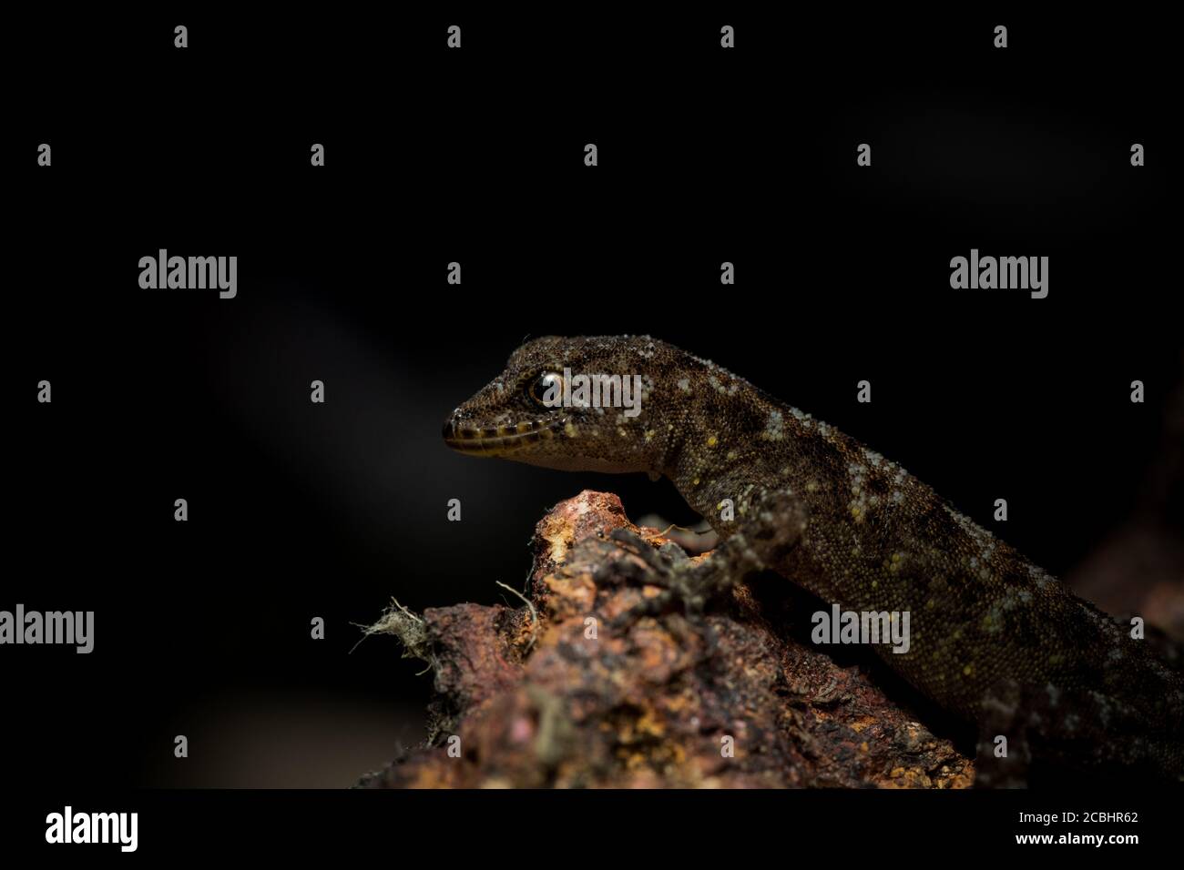 Tag Gecko oder Zwerggecko - Cnemaspis sp., Satara, Maharashtra, Indien Stockfoto