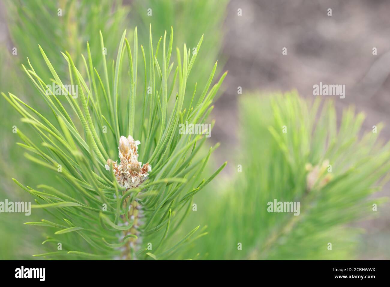Knospen von Nadelbäumen im Frühling erwachen an klaren sonnigen Tag. Stockfoto
