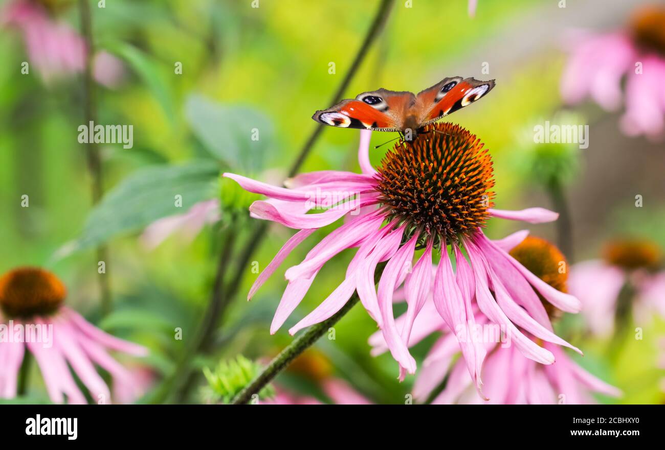 Schöne farbige Europäische Pfauenschmetterling (Inachis io, Aglais io) auf lila Echinacea Blume im sonnigen Sommergarten Stockfoto