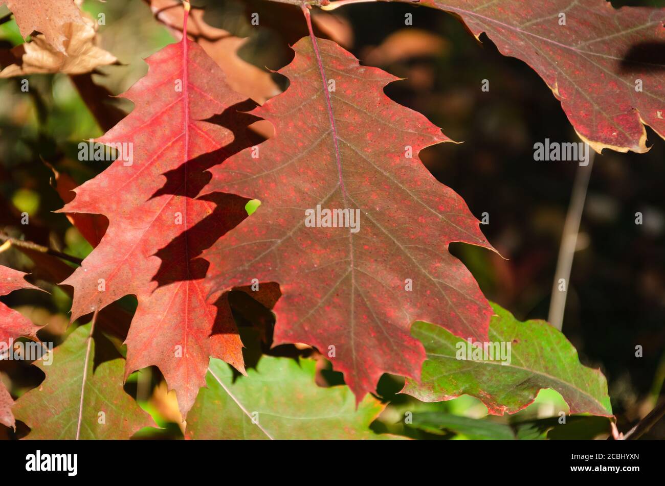 Herbstliche rote amerikanische Eichenblätter an einem sonnigen Oktobertag. Nahaufnahme. Herbsthintergrund. Selektiver Fokus Stockfoto