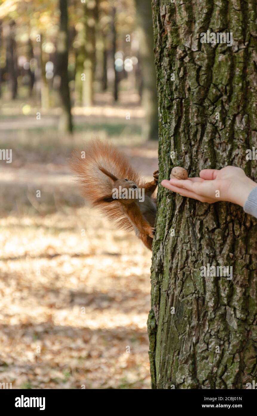 Füttern von Eichhörnchen im Herbstpark. Weibliche Hand geben ein Eichhörnchen eine Walnuss. Nahaufnahme Stockfoto
