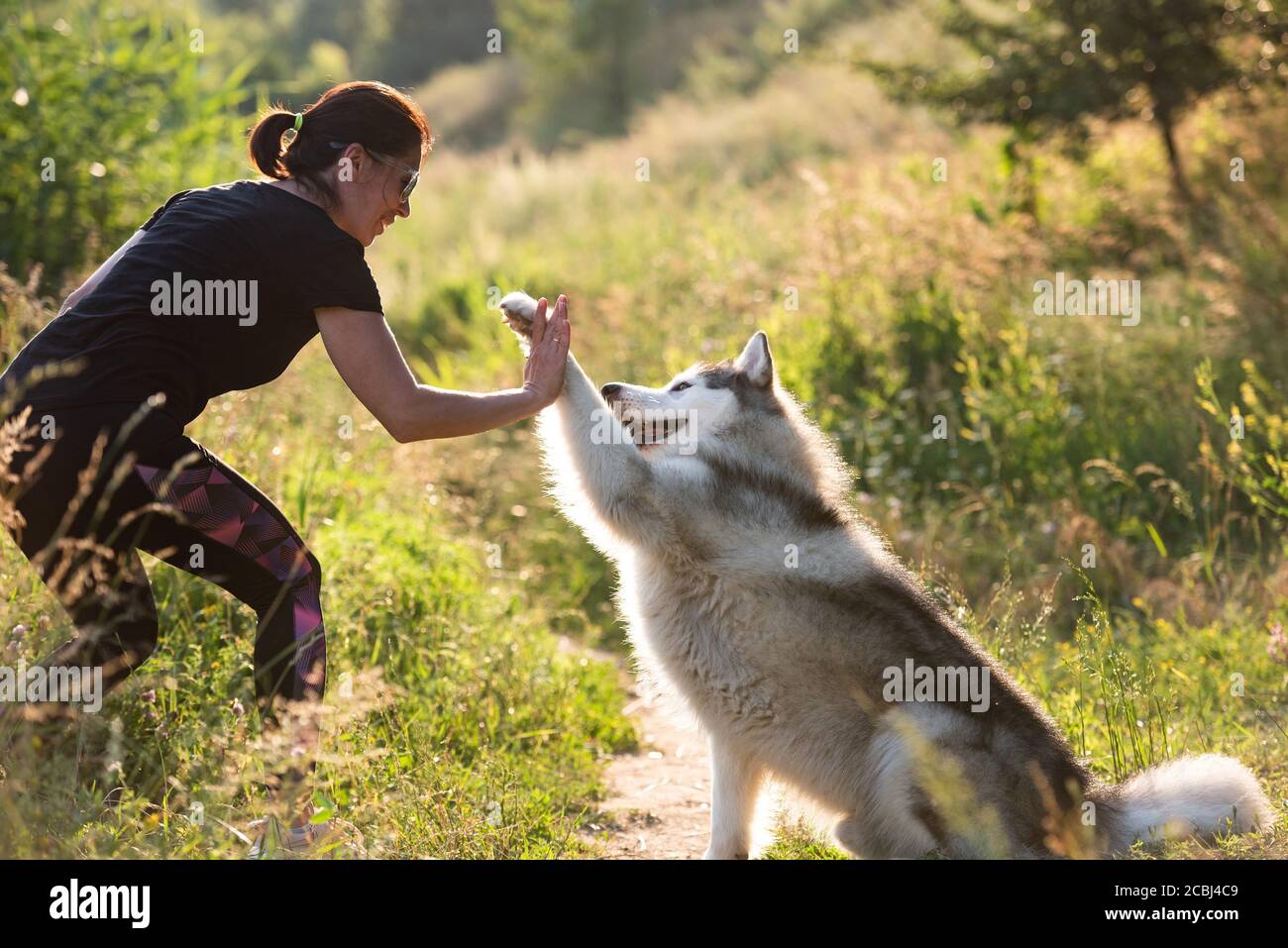 Hübsche Frau tun geben Pfote Trick mit alaskan Malamute auf Natur Stockfoto