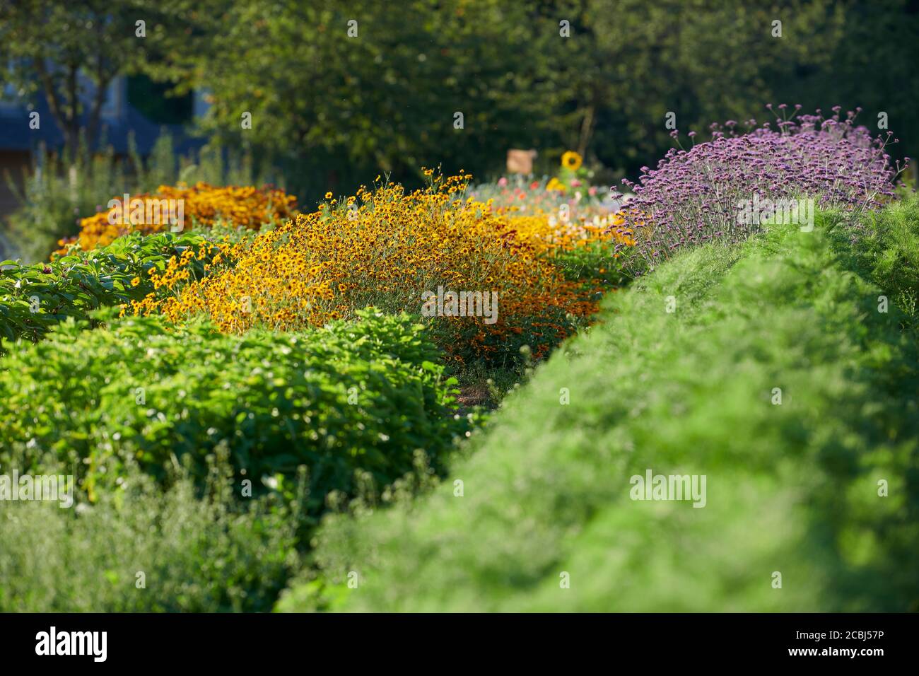 Blick entlang einem Blumenfeld zum selber Pfluecken. Stockfoto