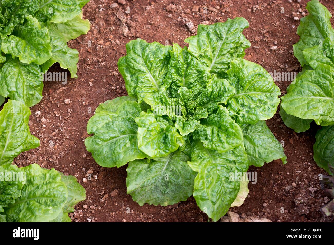 Frische grüne Eiche Butterkopf Salat Salatpflanze, Gemüseblätter (Salat verlassen) in der Bio-Farm Stockfoto
