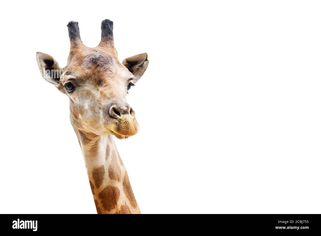 Nahaufnahme des Giraffenkopfisolats auf weißem Hintergrund Mit Beschneidungspfad Stockfoto