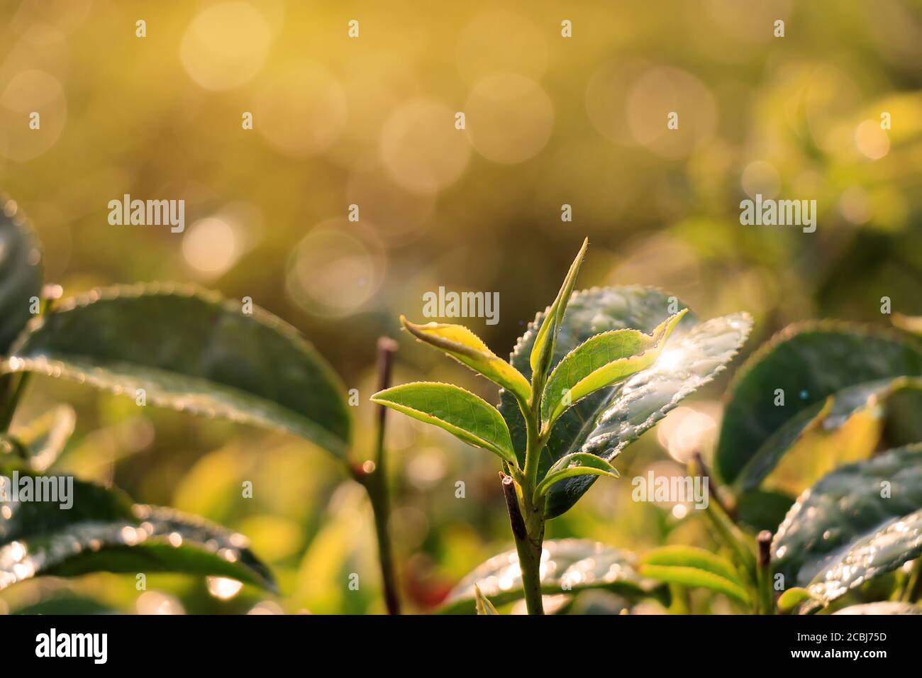 Grüner Tee Knospe und frische Blätter. Nahaufnahme Teeplantagen Feld in Thailand am Morgen mit Sonnenlicht und wunderbare Bokeh. Poster mit grünem Tee Stockfoto