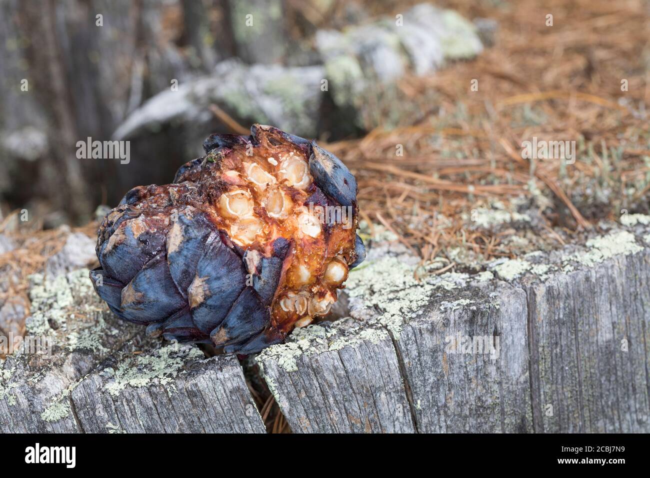 Tannenhäher hat Zirbenzapfen aufgehackt, Zapfen, Zirbe, Zirben-Zapfenr, Tannen-Häher, Nucifraga caryocatactes, Nussknacker, gepunkteter Nussknacker, Eurasien Stockfoto