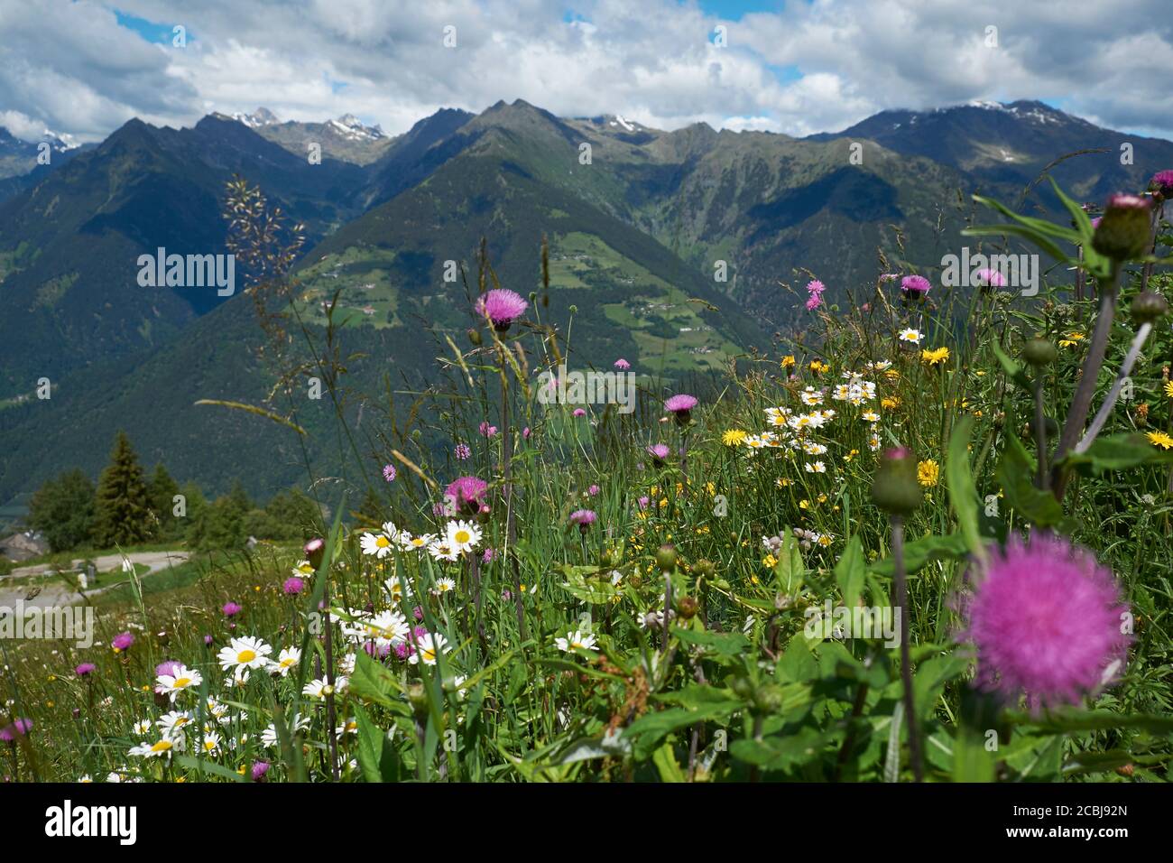 Wildblumenwiesen, Südtirol Stockfoto