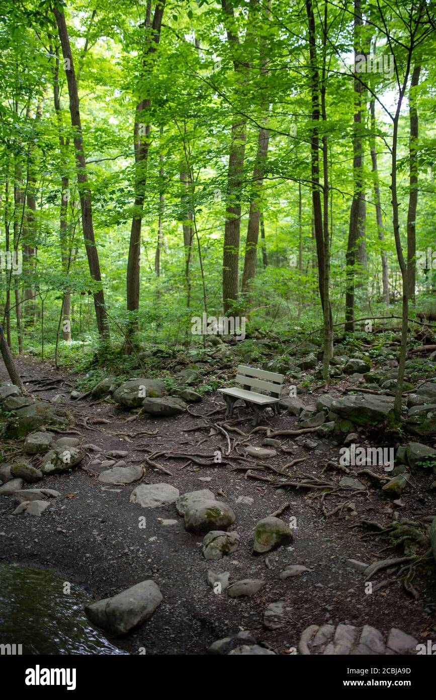Idyllische Naturlandschaft, Vollformat in natürlichem Licht mit Waldtexturen und ruhigen Farben und Kopierraum. Stockfoto