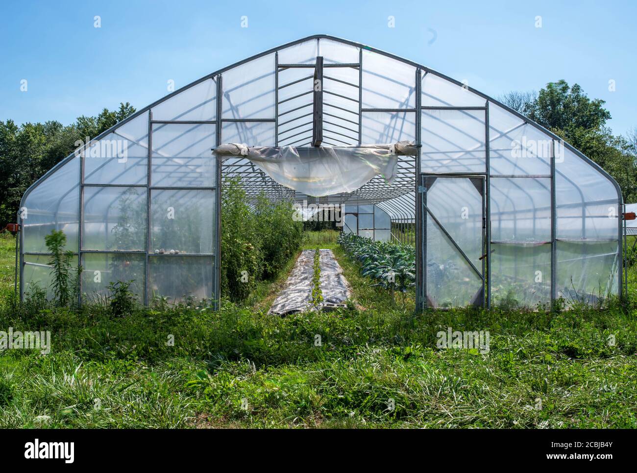 Gewächshaus liegt in einem grünen Feld mit Reihen von Bio-Gemüse im Inneren sichtbar. Vollformat bei Tageslicht mit Kopierbereich. Stockfoto