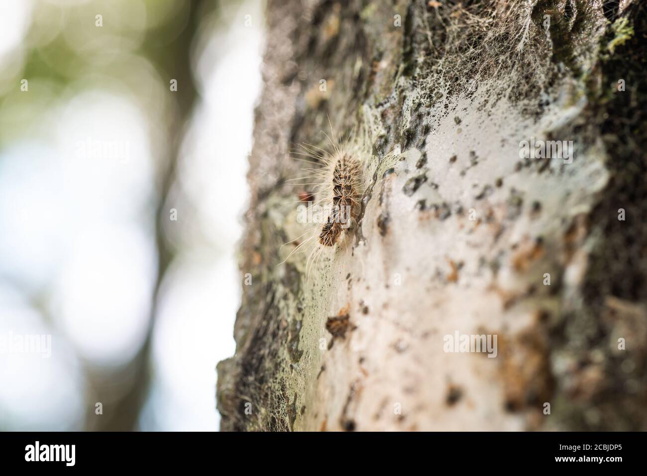 Haare von prozessionären Raupen sind für Menschen und Haustiere gefährlich Stockfoto