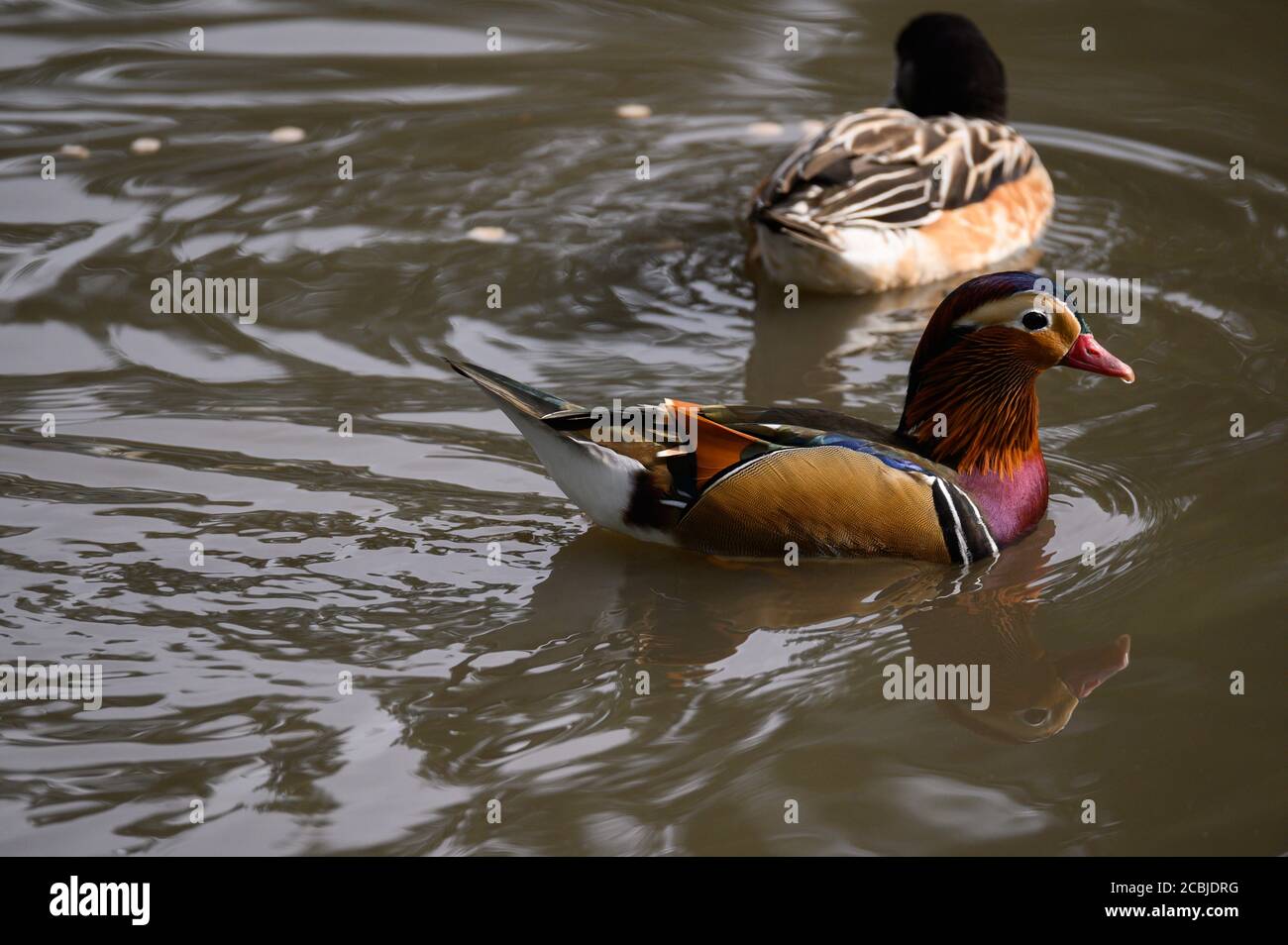 Mandarin Duck, Washington Wetland Centre, Washington, Tyne and Wear, Großbritannien Stockfoto