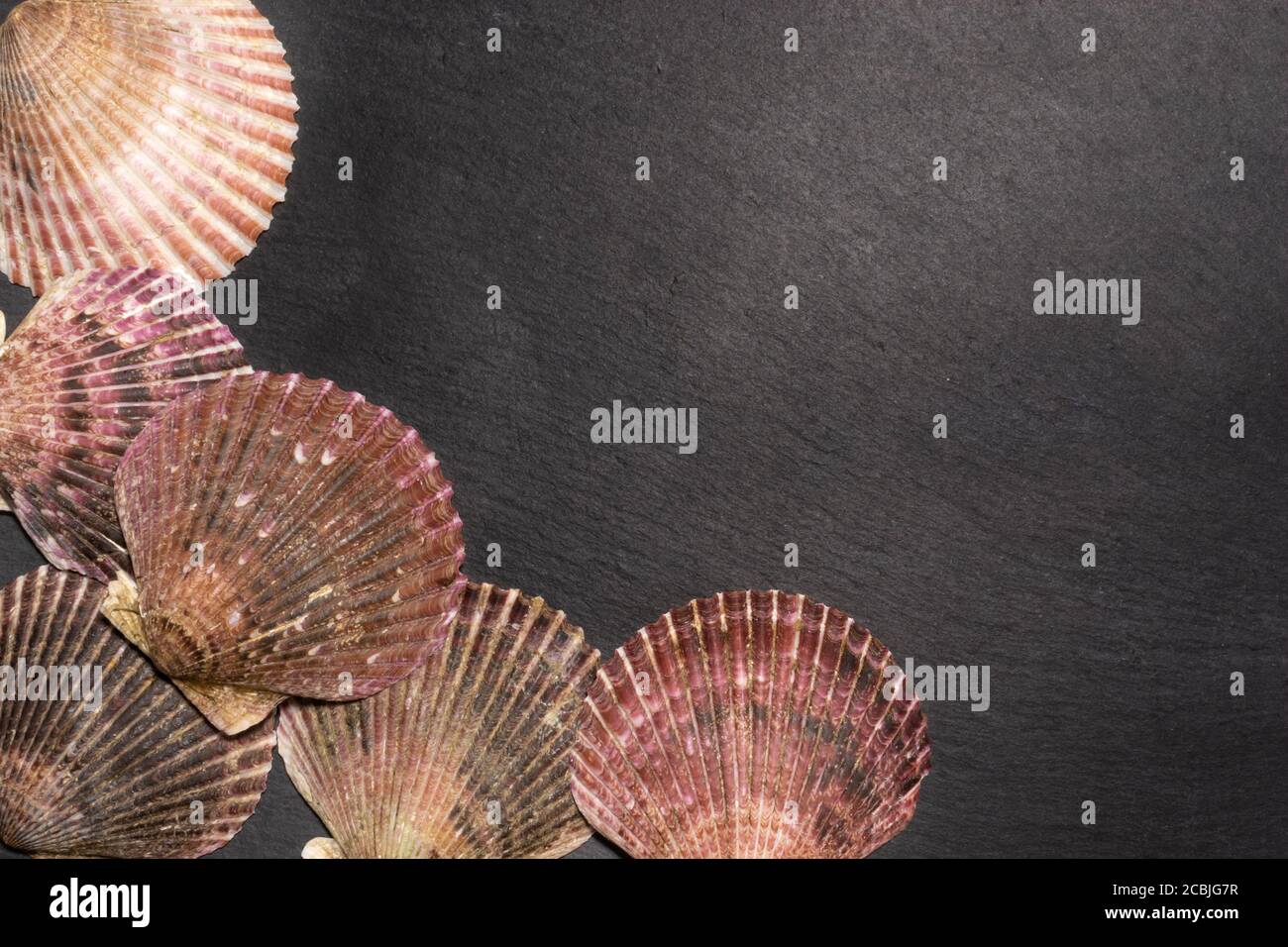 Muschelschalen auf dunklem Hintergrund mit Kopierraum Stockfoto