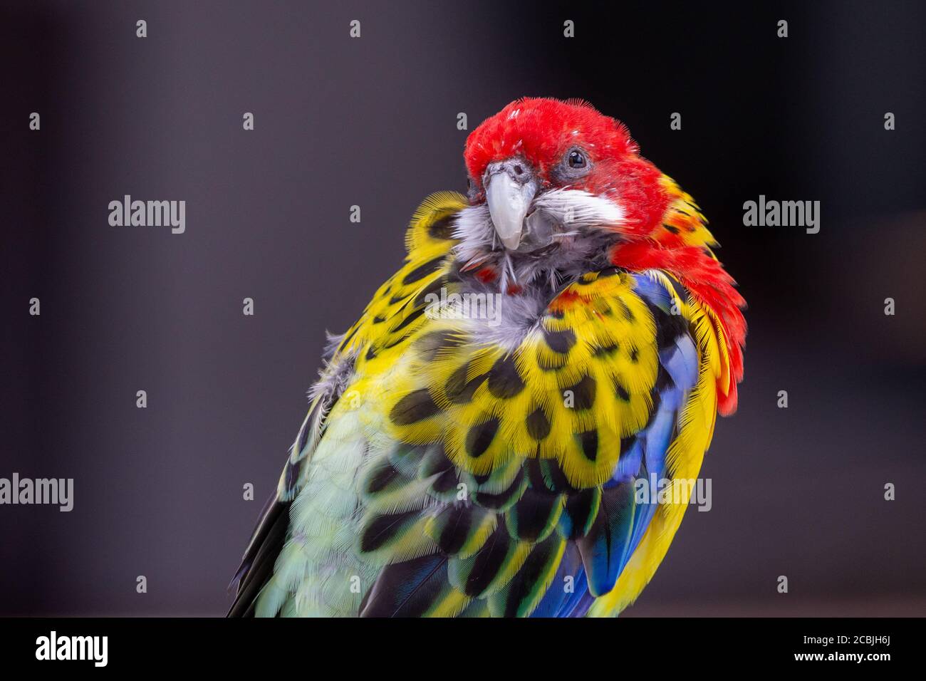 Ein leuchtend roter und gelber östlicher rosella (Platycercus eximius) Papagei oder Sittich ist ein rosella aus dem Südosten Der australische Kontinent und T Stockfoto
