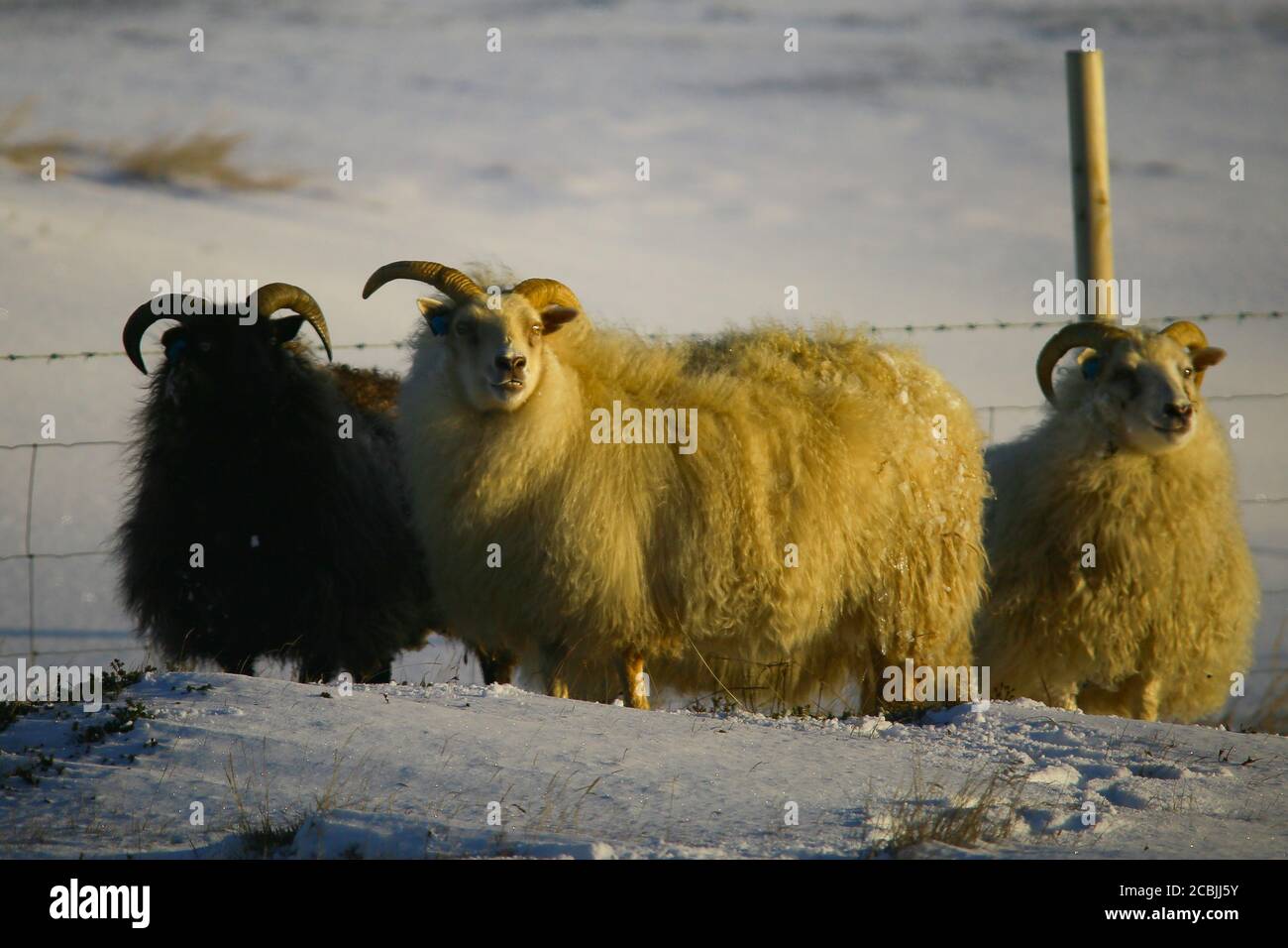 Schafe in Island an einem Wintertag Stockfoto
