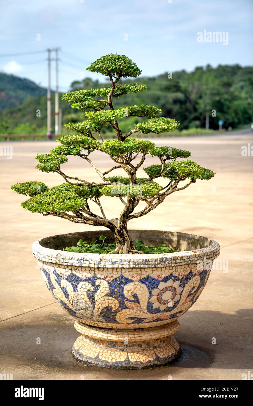 Ein Bonsai-Baum in einem großen Keramiktopf. Im Freien angezeigt Stockfoto