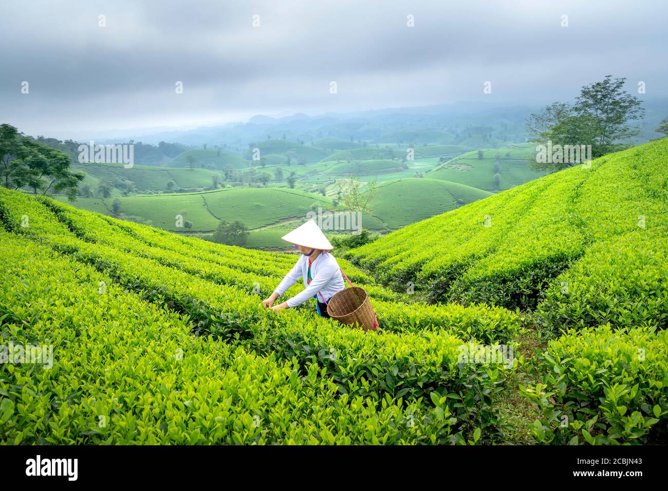 Long Coc Tea Hill, Provinz Phu Tho, Vietnam - 29. Juli 2020: Eine ethnische Muong Frau, die grünen Tee auf Long Coc Tea Hill, Provinz Phu Tho, Vietn erntet Stockfoto