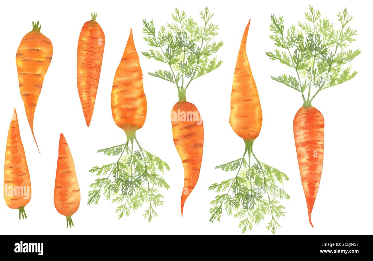 Set von Aquarell-Karotten, leuchtend orange Gemüse. Stockfoto