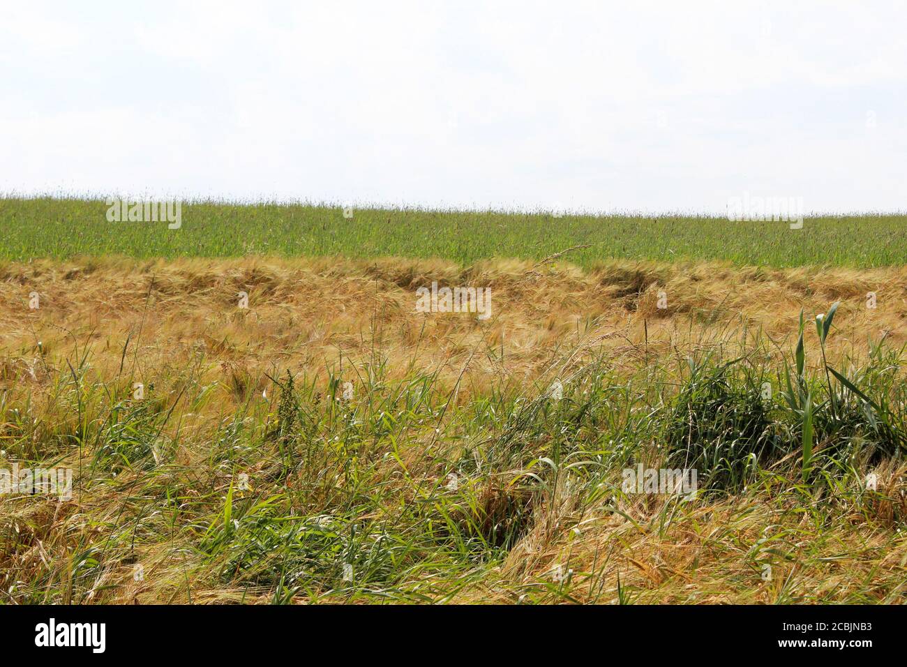 Großes Roggenfeld (Secale cereale), halb golden halb grün in Pickmere, England Stockfoto