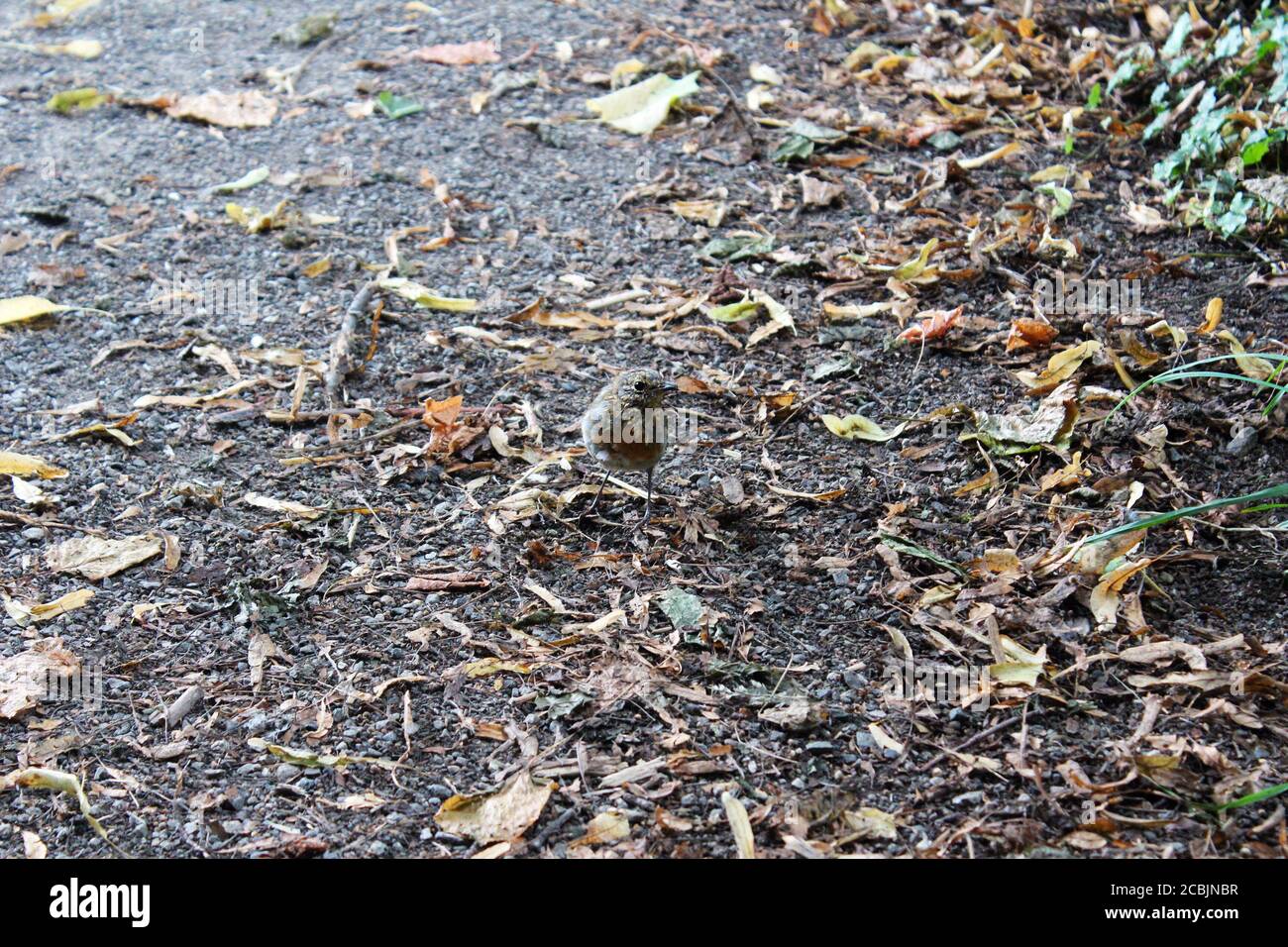 Ein Mauserrotin (Turdus migratorius), der auf toten Blättern in Great Budworth, England, steht Stockfoto
