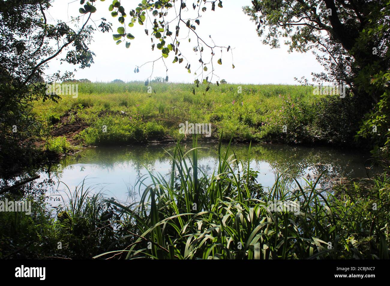Überwucherter Teich mit Schilf, Bäumen und wilden Pflanzen an einem bewölkten Tag in Pickmere, England Stockfoto