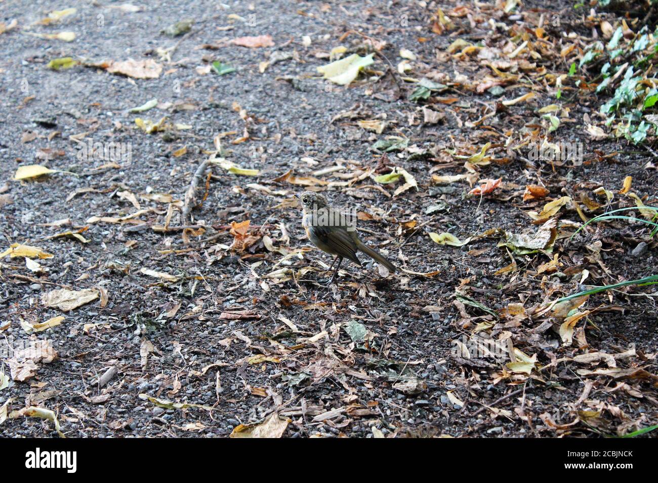 Ein Mauserrotin (Turdus migratorius), der auf toten Blättern in Great Budworth, England, steht Stockfoto