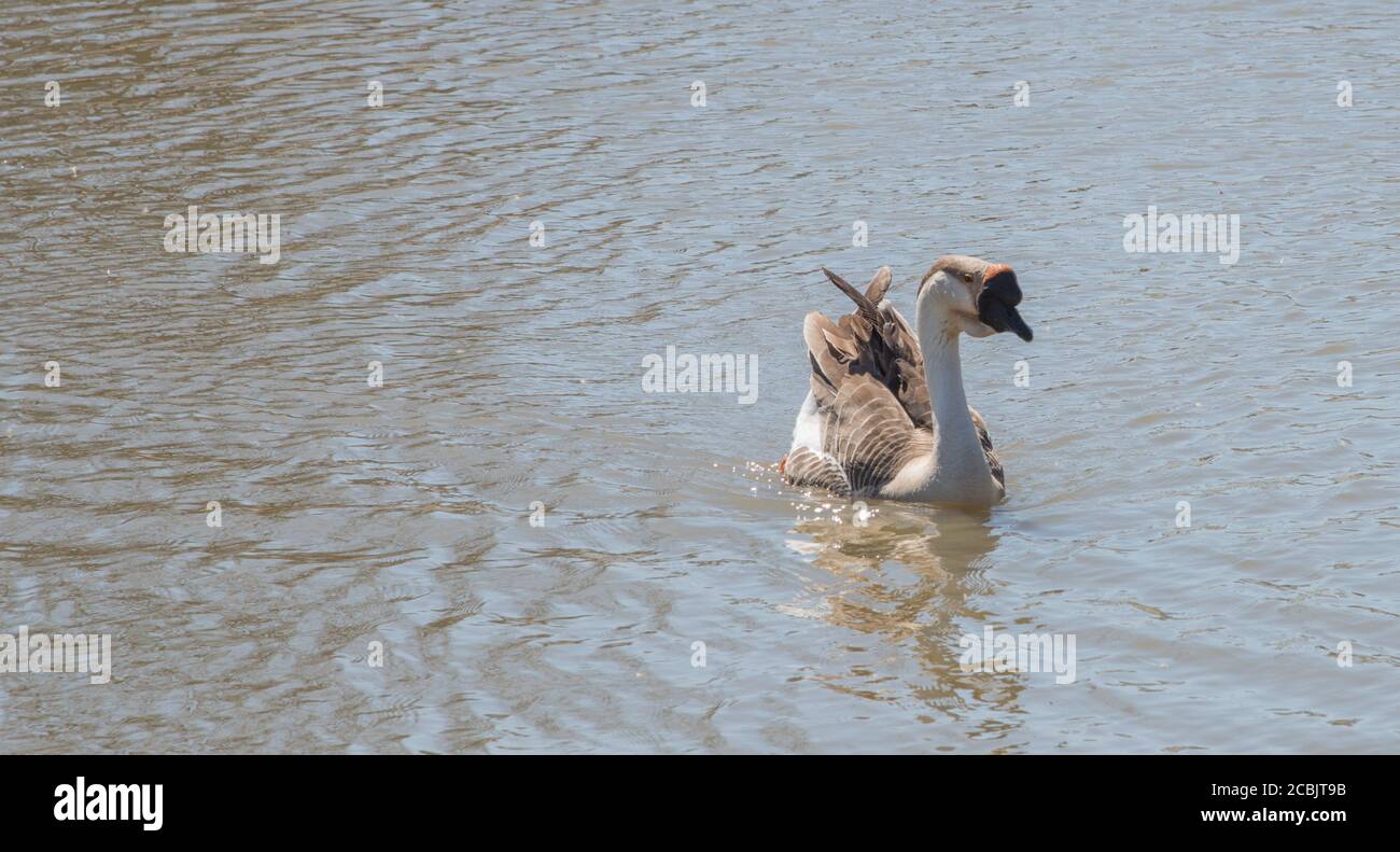 Chinesische Gans schwimmen in ländlichen Teich an einem sonnigen Tag In Kentucky Stockfoto