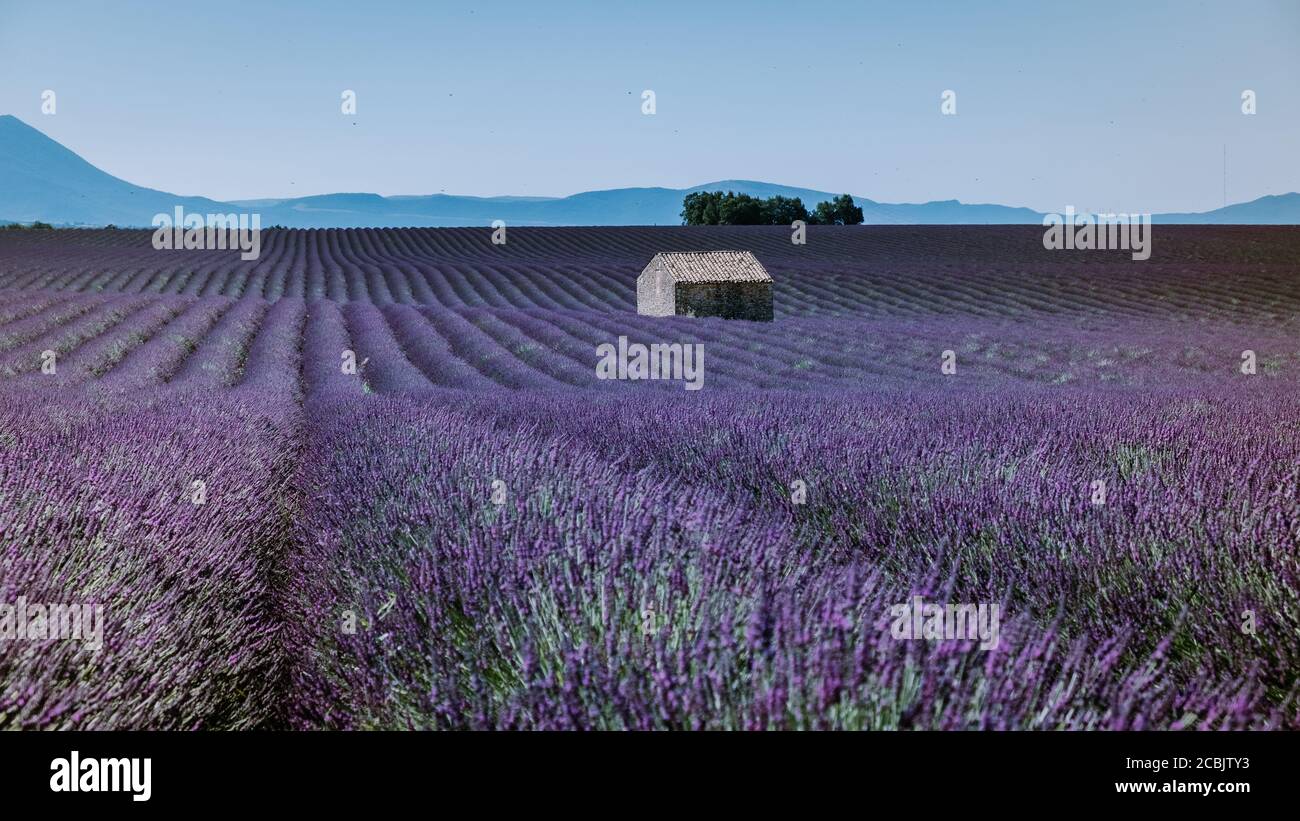 Valensole Plateau, Provence, Südfrankreich. Lavendelfeld bei Sonnenuntergang Stockfoto