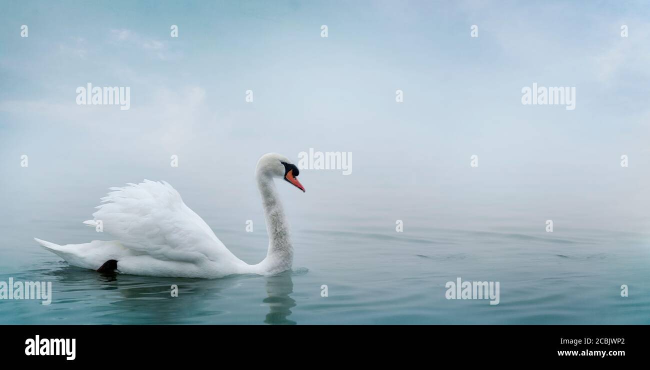 Schöner weißer Schwan, der im Wasser schwimmend ist. Kunst Natur mit wildem Vogel und Flußnebel. Tier Tiere Tapete Hintergrund. Stockfoto