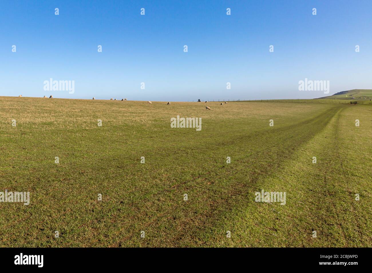 Ein Wanderweg, der an einem sonnigen Wintertag entlang der Schafe in den South Downs grast Stockfoto