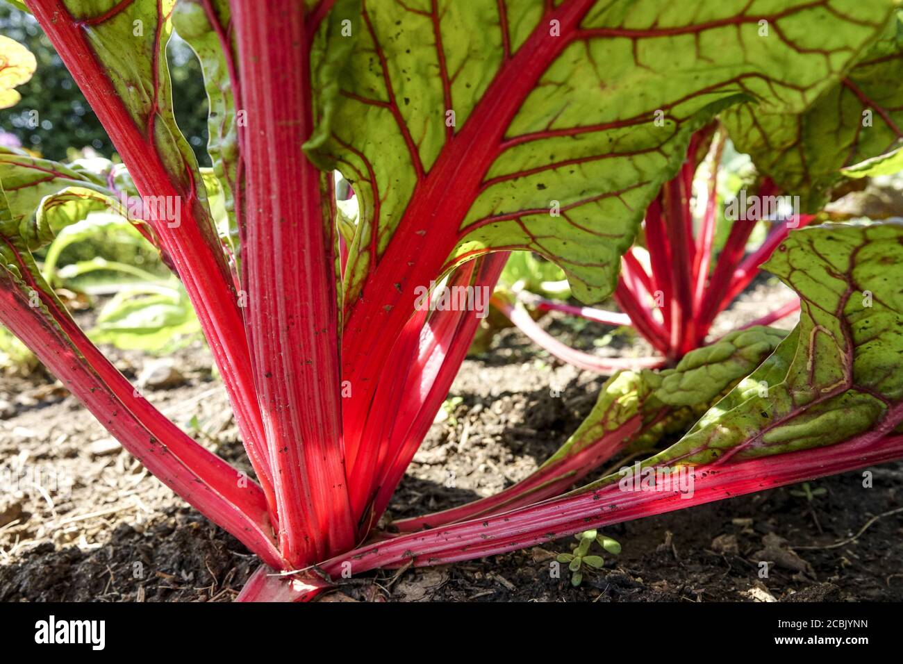 Schweizer mangold Gemüsegarten mangold rote Blattstiele Stockfoto