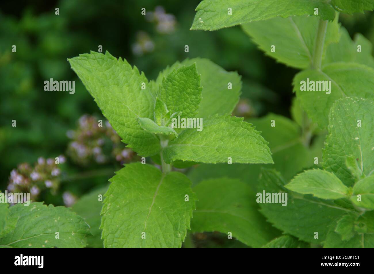 Minze mit grünen Blättern im heimischen Garten. Frische Bio-Gewürze und Kräuter Landwirtschaft. Natürliche essbare Pflanzen. Stockfoto