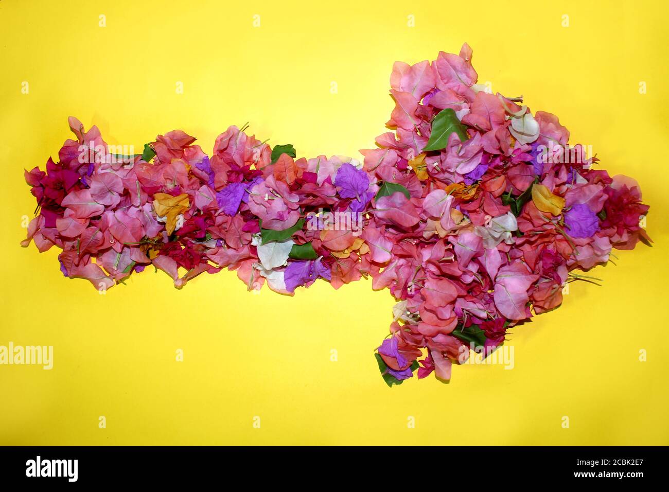 Blumepfeil kreative Liebe Symbol, aus bunten Bougainvillea Blumen, wunderbare Flora Zeichen für einzigartige Frühlingsdekorationen und verschiedene Kreation i gemacht Stockfoto