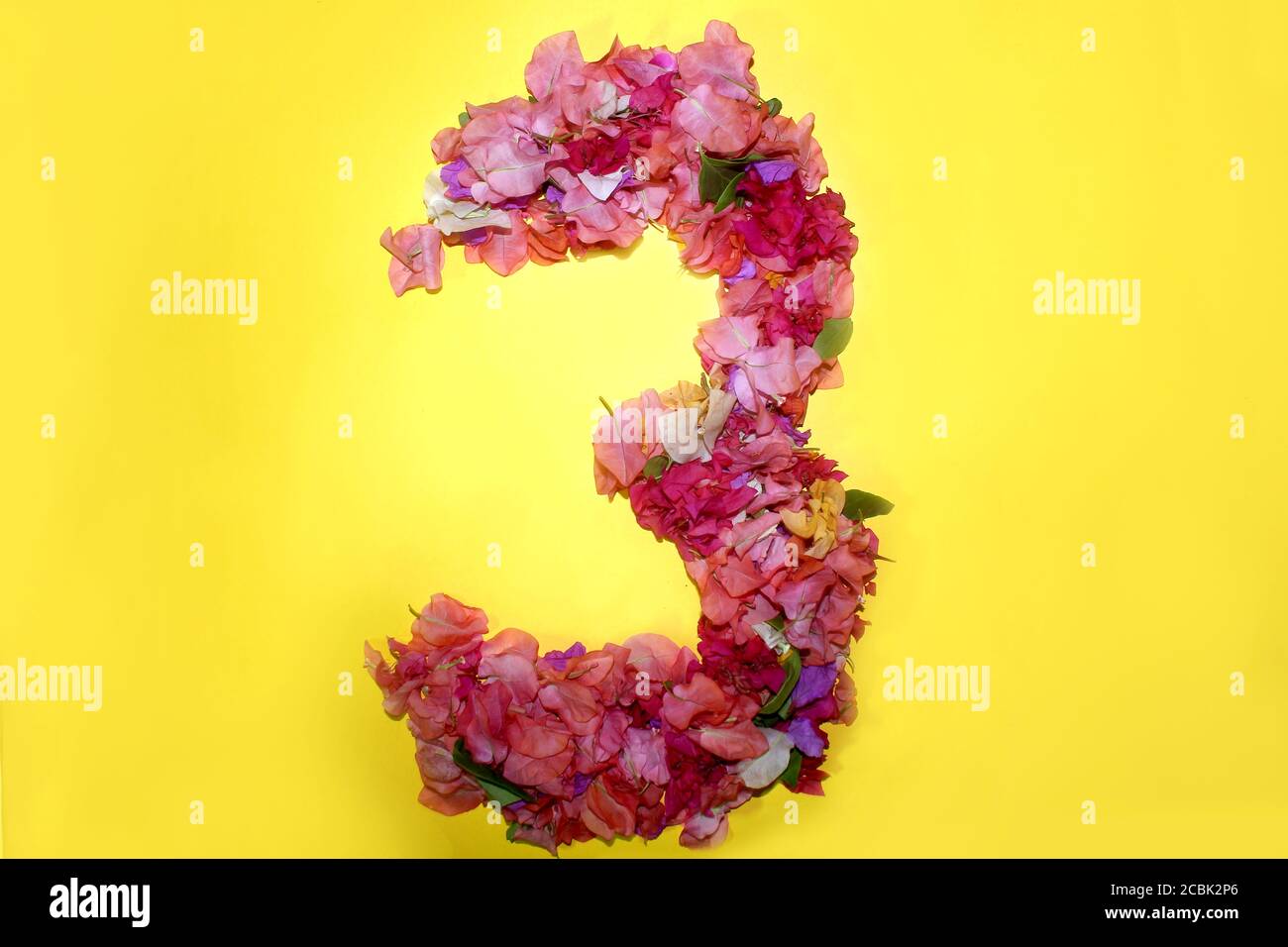 Drei Buchstaben Blume numerische Zahl, 3-stellig, aus bunten Bougainvillea Blumen, wunderbare Flora Buchstaben für einzigartige Frühlingsdekorationen und Vario Stockfoto