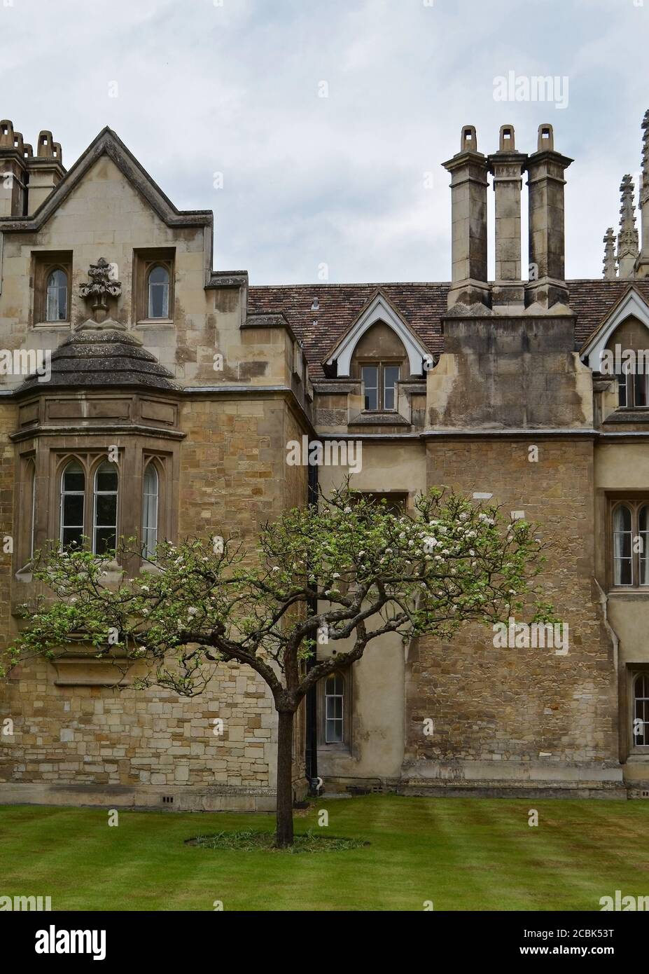 Newtons Apfelbaum blüht in Porter's Lodge, Cambridge, England Stockfoto