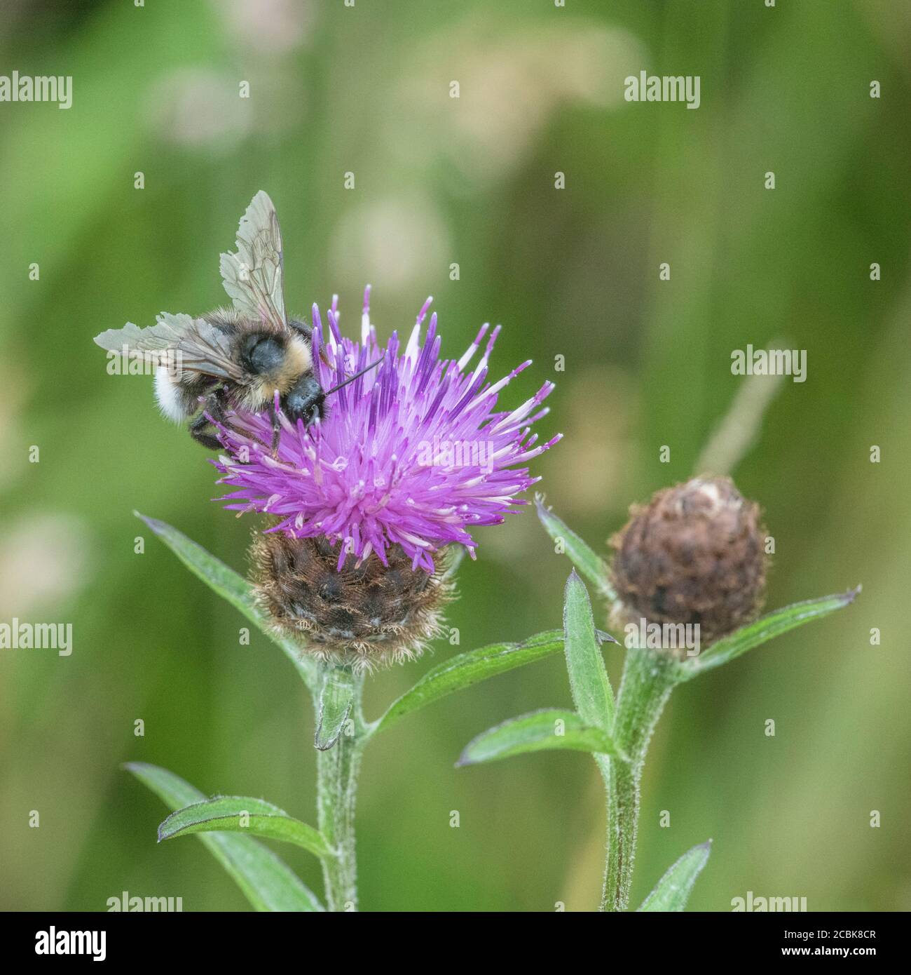 UK Weißschwanzbumblebee auf der Nahrungssuche auf Blume. Kann Bombus lucorum, Bombus hortorum oder Buff-tailed Bombus terrestris sein. Für Bestäuber, gebrochene Flügel Stockfoto