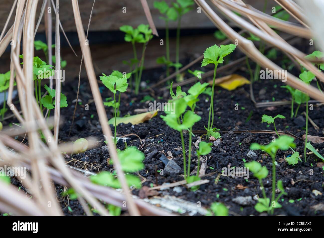 Petersilie (Petroselinum crispum) Wächst aus reichen schwarzen Pflanzboden bedeckt mit getrockneten Kokosnussbaumblätter Stockfoto