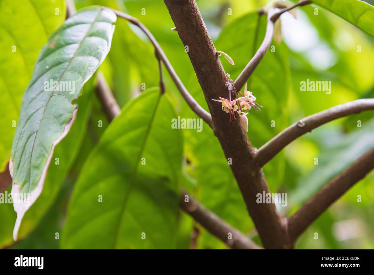 Eine Blütenknospe auf einem Kakaobaum, ein selten gesehenes Bild Stockfoto