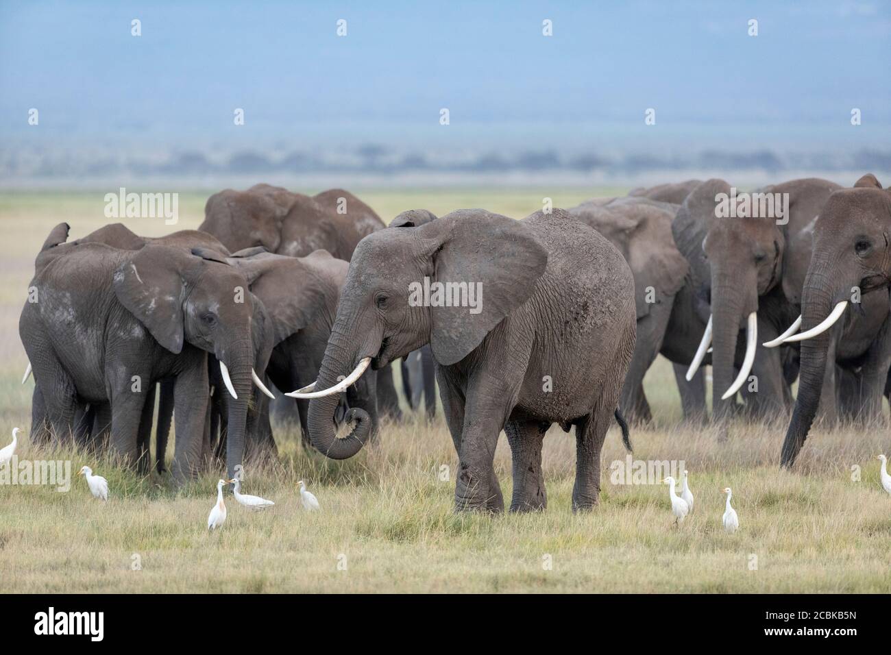 Elefantenfamilie mit Kuhreihern, die in weiten Ebenen versammelt sind Des Amboseli National Park in Kenia Stockfoto