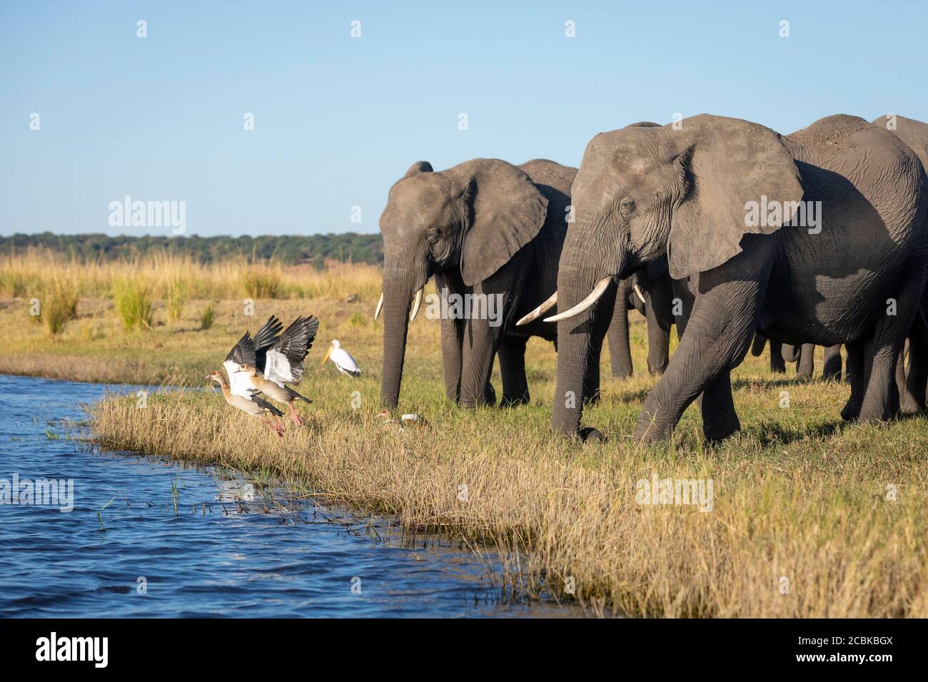 Familie von Elefanten zu Fuß zum Fluss Spoking ägyptischen Gänse in Chobe River Botswana Stockfoto
