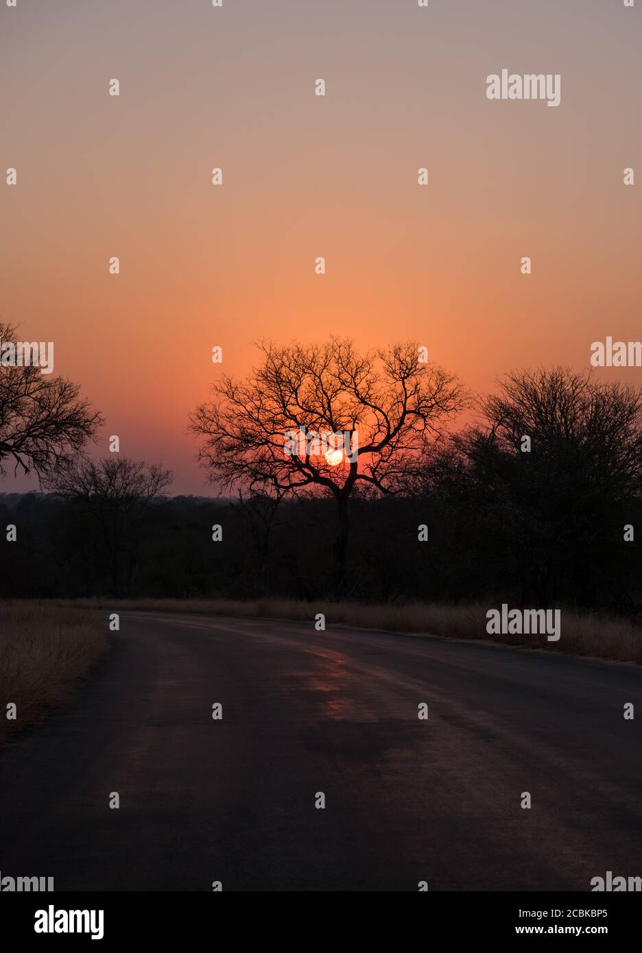 Die Sonne scheint durch die Äste des großen Baumes und zeigt die Silhouette des Baumes In afrikanischem Buschveld Stockfoto