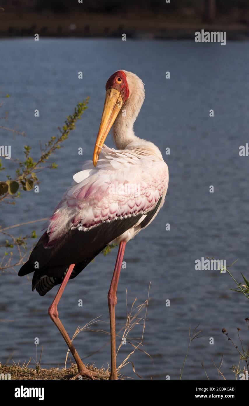 Gelber Storch, der neben einem See steht und sich biegt Kopf mit langem Schnabel nach hinten, um Federn zu berühren Stockfoto