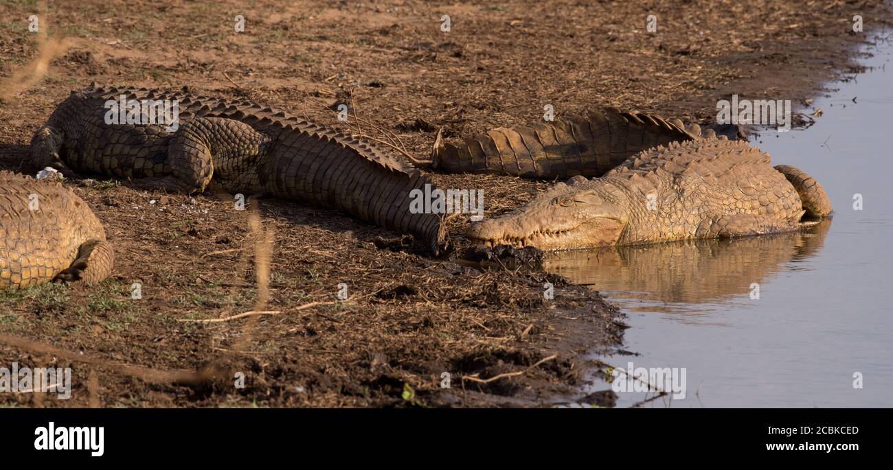 Krokodile liegen auf dem Land und sonnen sich mit Mund wird geschlossen Stockfoto