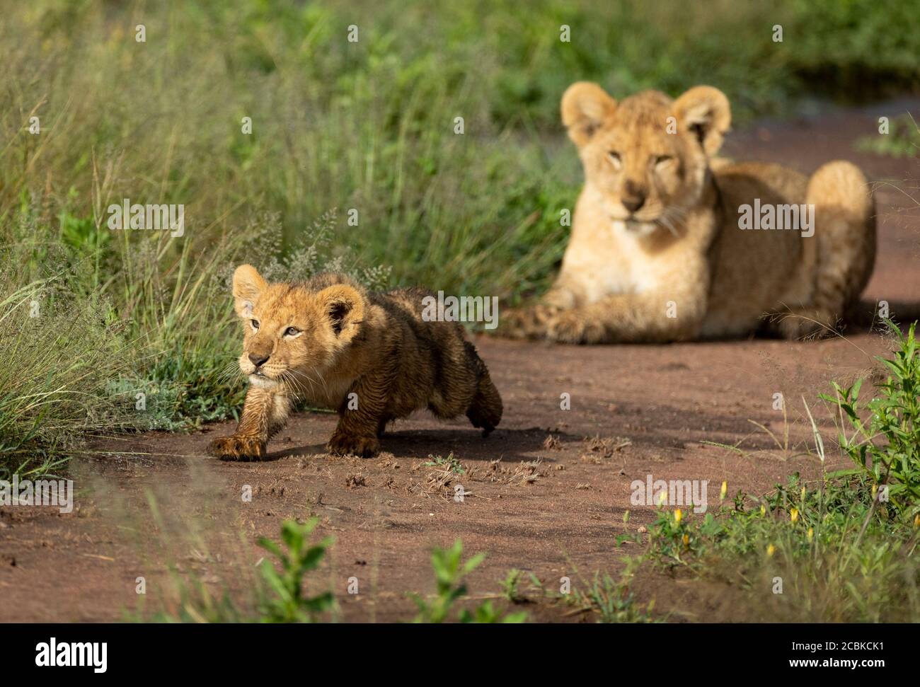 Zwei Löwenbrüder, die gemeinsam in der Serengeti National spielen Park Tansania Stockfoto