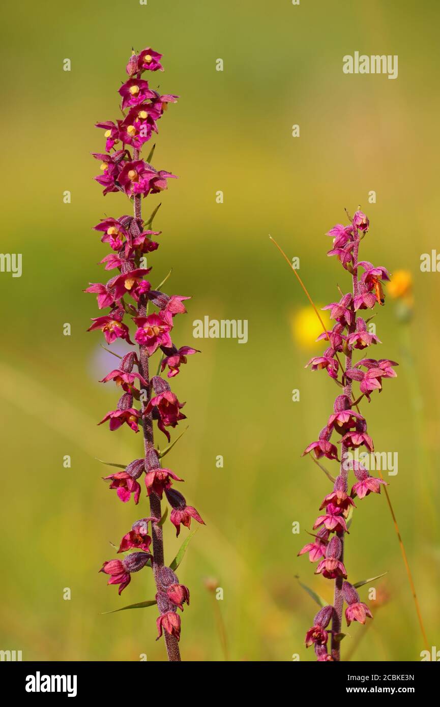 Nahaufnahme von zwei dunkelroten Helleborinpflanzen in einem Naturschutzgebiet in der Grafschaft Durham, England, Großbritannien. Stockfoto