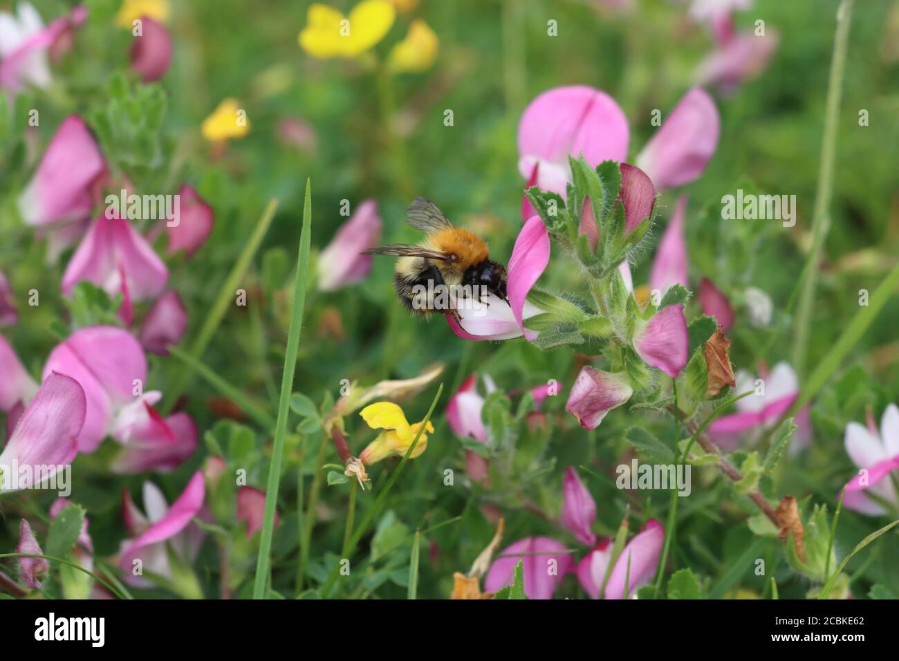 Eine Biene, die auf einer rosa Blume in einer Naturreservewiese, Grafschaft Durham England, Großbritannien, füttert. Stockfoto