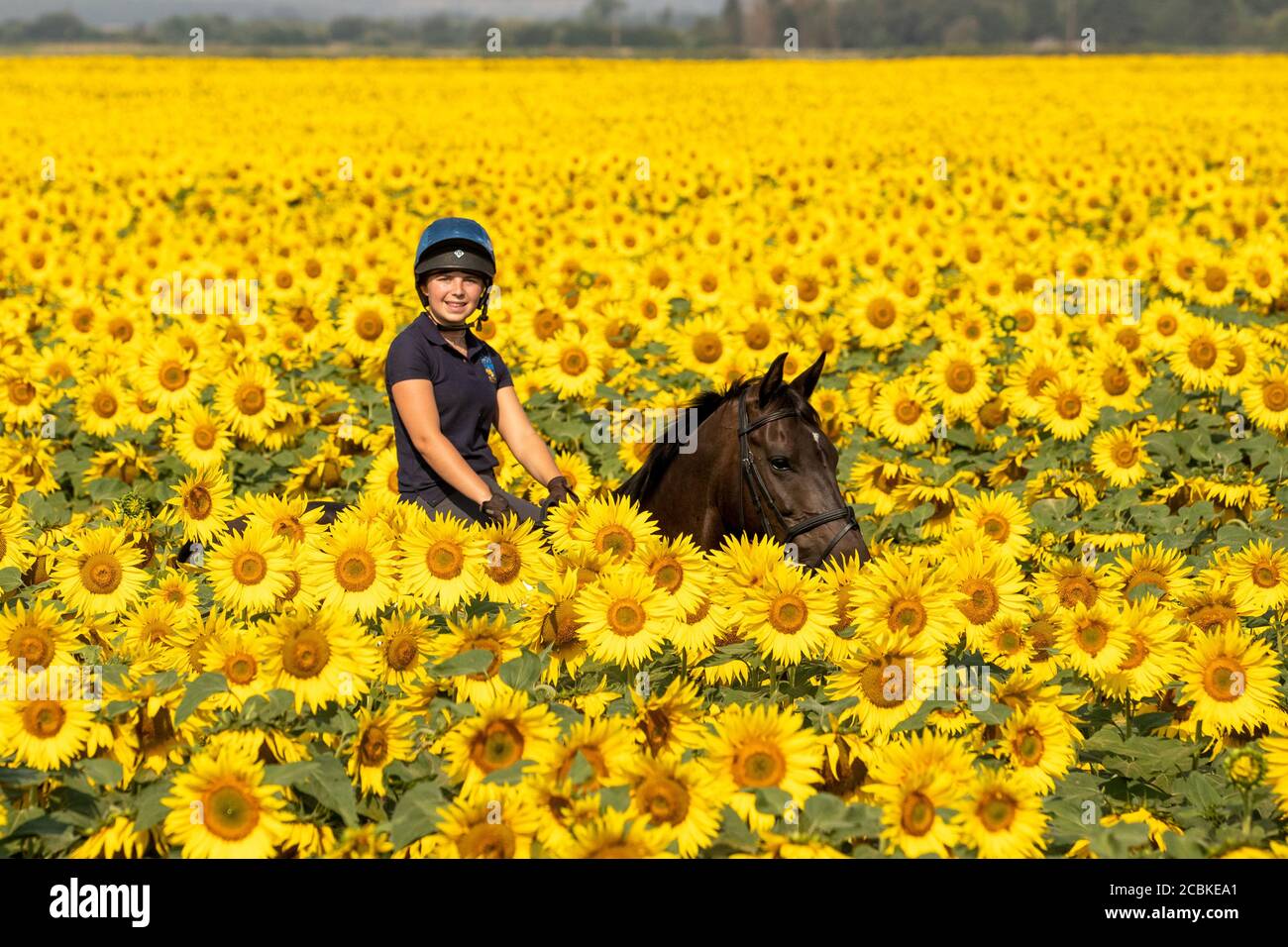 Bild vom 12. August zeigt Sophie Golland auf ihrem Pferd Bella auf der größten Sonnenblumenfarm in UKÕs bei Spalding, Lincs. Es sieht aus wie eine Szene aus Südfrankreich, aber diese spektakuläre Ernte von Sonnenblumen blüht im Herzen Großbritanniens. Die GRÖSSTE Sonnenblumenfarm zeigt sich auf einer herrlichen BritainÕs, während die Hitzewelle heute im ganzen Land weitergeht (Mi). Auf der Vine House Farm in Deeping St Nicholas, Lincolnshire, gibt es mehr als 100 Hektar Sonnenblumen, eine der nördlichsten kommerziellen Sonnenblumenfarmen der Welt. Aber die atemberaubenden Sonnenblumen werden nicht b Stockfoto